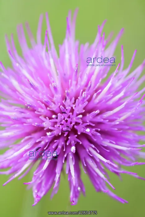 : Meadow Thistle Flower : Meadow Thistle Flower