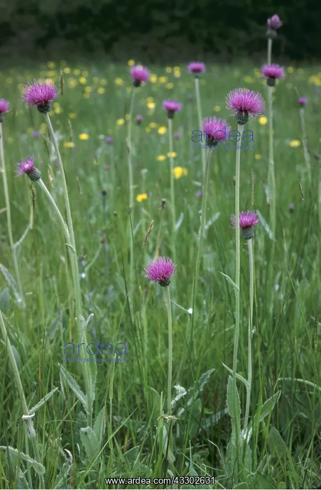 : MEADOW THISTLE - tall group : MEADOW THISTLE - tall group