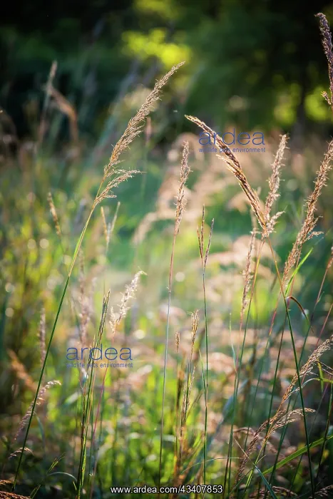 : Meadow, Tippecanoe State Park, Indiana, USA : Meadow, Tippecanoe State Park, Indiana, USA
