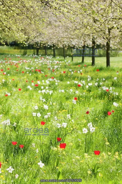 : Meadow, with trees in blossom and variety of spring flowerin : Meadow, with trees in blossom and variety of spring flowerin