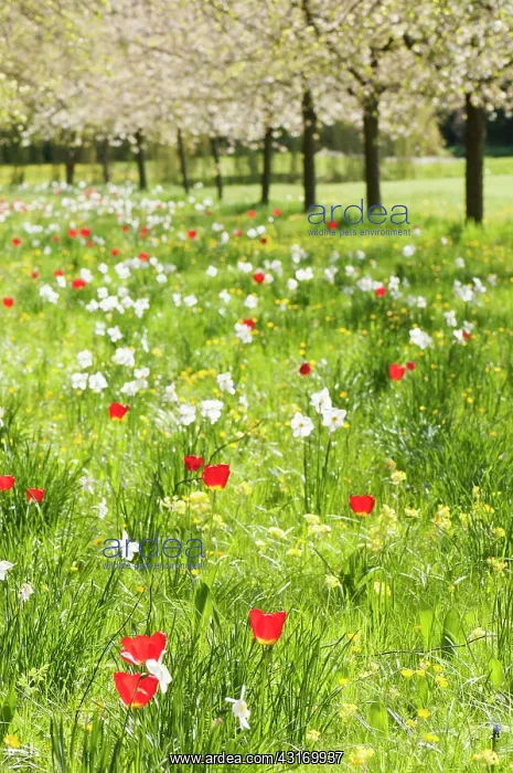 : Meadow, with trees in blossom and variety of spring flowerin : Meadow, with trees in blossom and variety of spring flowerin