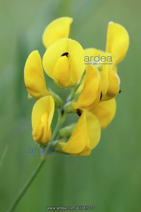 : Meadow vetchling (Lathyrus pratensis), flower, Middle : Meadow vetchling (Lathyrus pratensis), flower, Middle