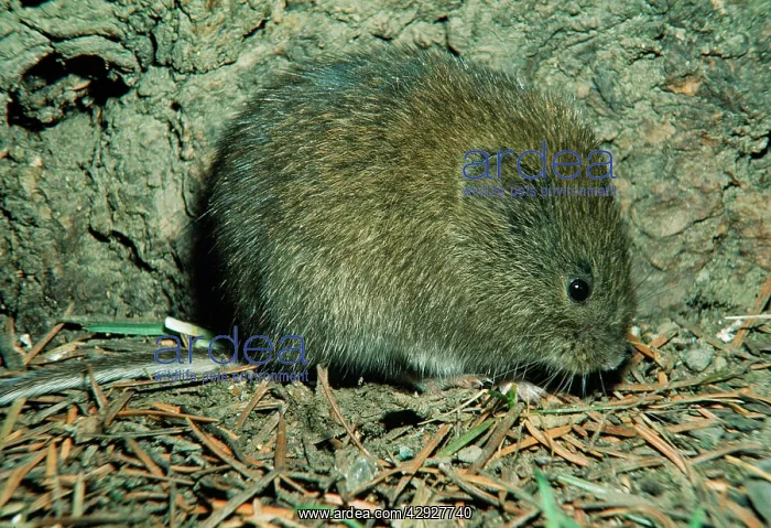 : MEADOW VOLE : MEADOW VOLE