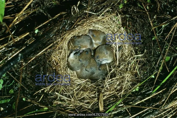 : Meadow Vole - Nest of young : Meadow Vole - Nest of young