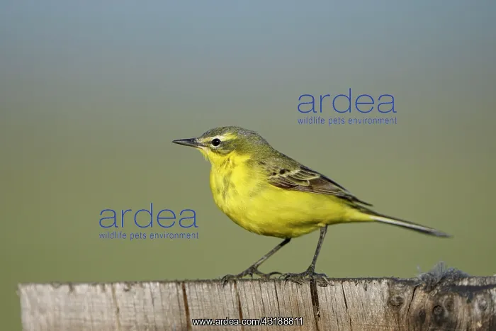 : Meadow Wagtail (Motacilla flava), male, April, Texel : Meadow Wagtail (Motacilla flava), male, April, Texel