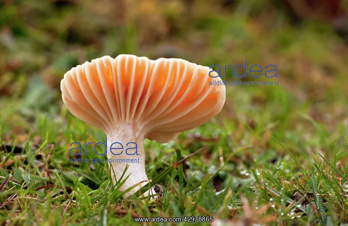 : Meadow Waxcap - edible species - in old grazed grassland : Meadow Waxcap - edible species - in old grazed grassland
