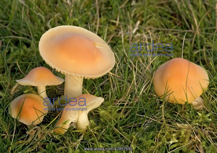 : Meadow waxcap in grassland : Meadow waxcap in grassland