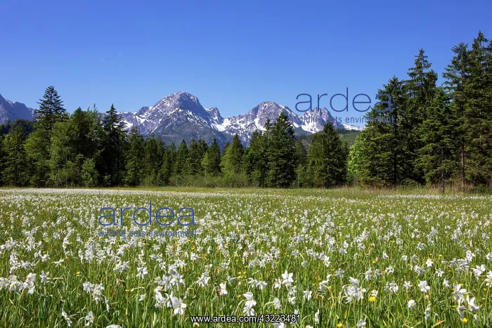 : Meadow with white daffodils (Narcissus poeticus) : Meadow with white daffodils (Narcissus poeticus)