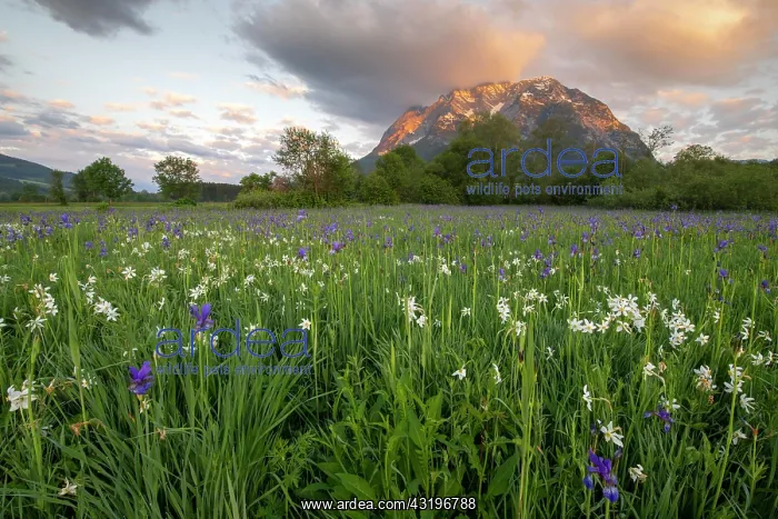 : Meadow with white mountain daffodils (Narcissus : Meadow with white mountain daffodils (Narcissus