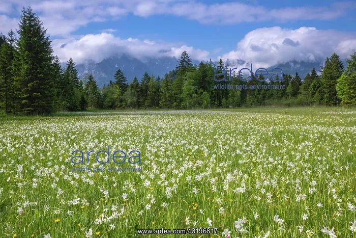 : Meadow with white mountain daffodils (Narcissus : Meadow with white mountain daffodils (Narcissus