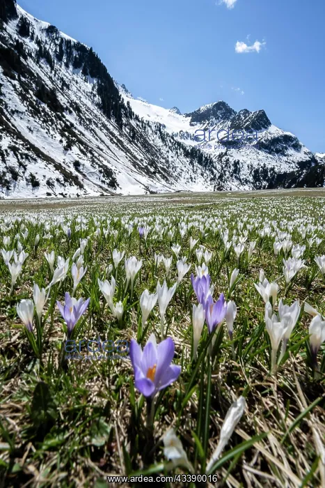 : Meadow full of white and purple crocuses, sea of : Meadow full of white and purple crocuses, sea of