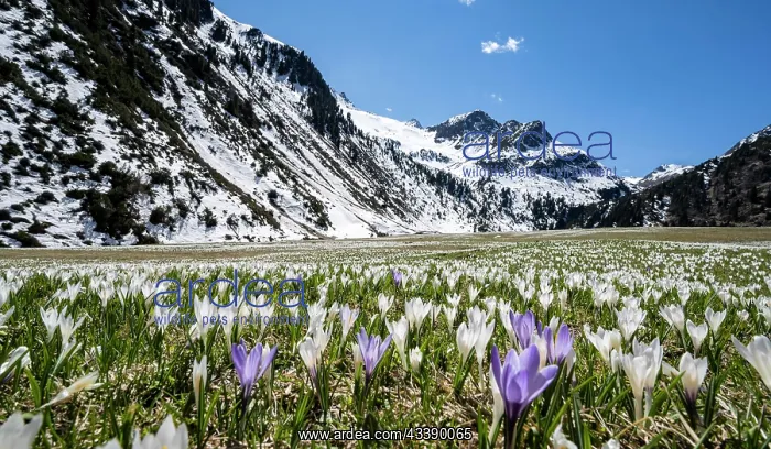 : Meadow full of white and purple crocuses, sea of : Meadow full of white and purple crocuses, sea of