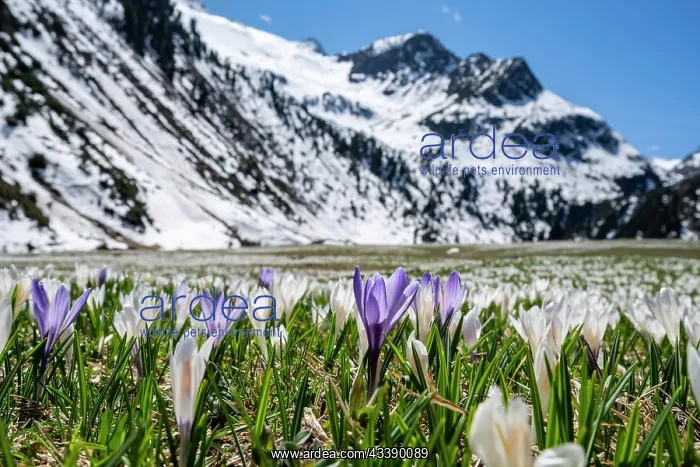 : Meadow full of white and purple crocuses, sea of : Meadow full of white and purple crocuses, sea of