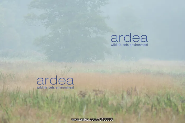 : Meadowfield with trees in mist : Meadowfield with trees in mist