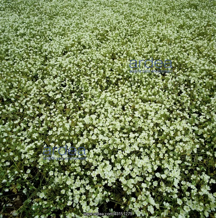  : Meadowfoam crop in full flower
