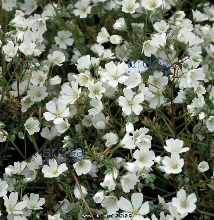 : Meadowfoam (Limnanthes alba) flowering crop : Meadowfoam (Limnanthes alba) flowering crop