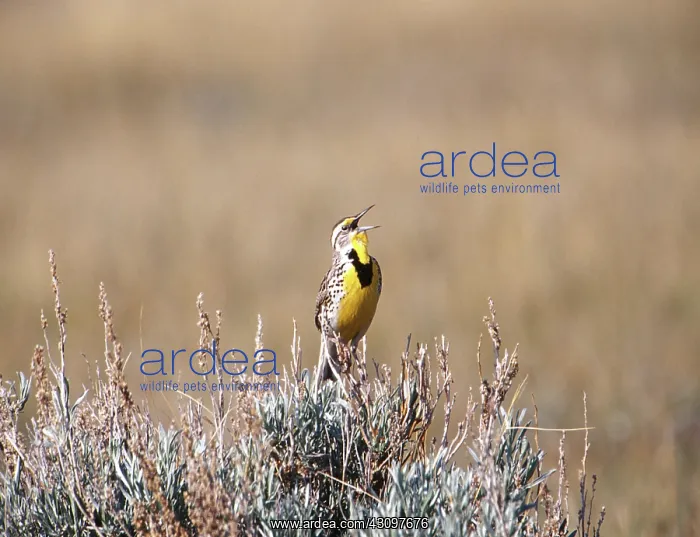 : Meadowlark singing : Meadowlark singing
