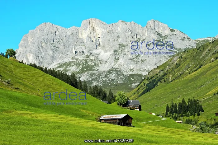 : Meadows, Alp in hiking area St. Ant&, x1aea65;n : Meadows, Alp in hiking area St. Ant&, x1aea65;n
