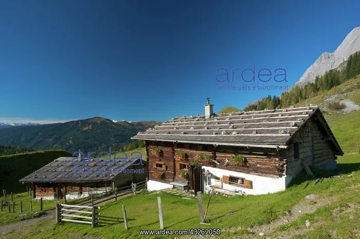 : Meadows around the Arthurhaus chalet in Muehlbach : Meadows around the Arthurhaus chalet in Muehlbach