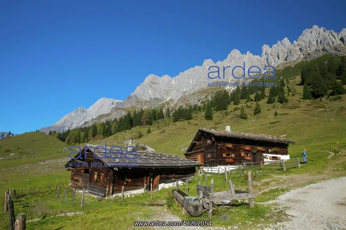 : Meadows around the Arthurhaus chalet in Muehlbach : Meadows around the Arthurhaus chalet in Muehlbach