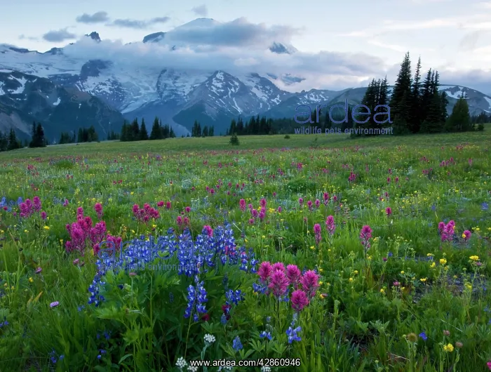 : Meadows in the evening, with lupines, Magenta Paintbrush : Meadows in the evening, with lupines, Magenta Paintbrush