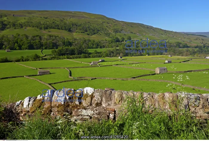 : Meadows near Gunnerside, North Yorkshire, England : Meadows near Gunnerside, North Yorkshire, England