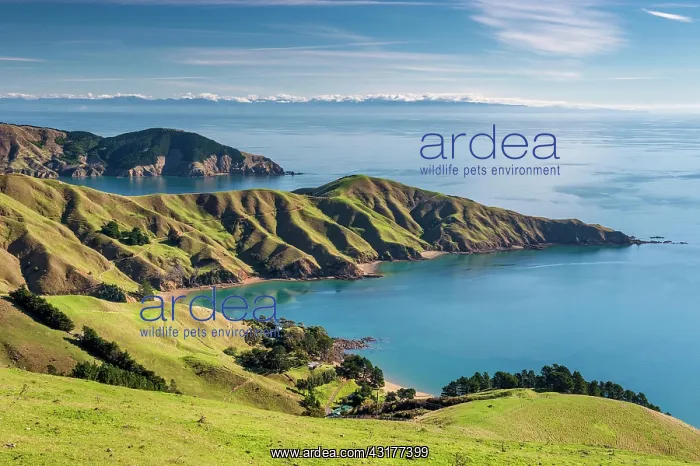  : Meadows and rocky coast, Strait French Pass, Marlborough