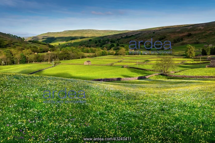 : Meadows - Summer - Muker - Swaledale - Yorkshire Dales - UK : Meadows - Summer - Muker - Swaledale - Yorkshire Dales - UK