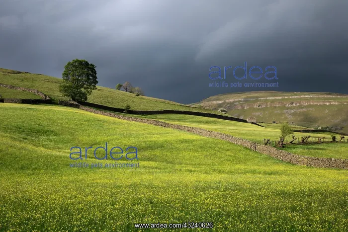 : Meadows - Summer - Muker - Swaledale - Yorkshire Dales - UK : Meadows - Summer - Muker - Swaledale - Yorkshire Dales - UK