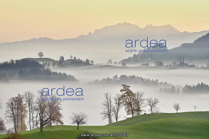: Meadows and trees in autumnal early morning mist : Meadows and trees in autumnal early morning mist
