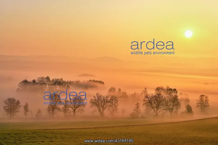 : Meadows and trees in early fog, Reusstal, Aristau : Meadows and trees in early fog, Reusstal, Aristau