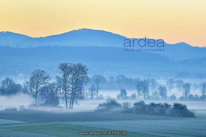 : Meadows and trees in early fog, Reusstal, Aristau : Meadows and trees in early fog, Reusstal, Aristau