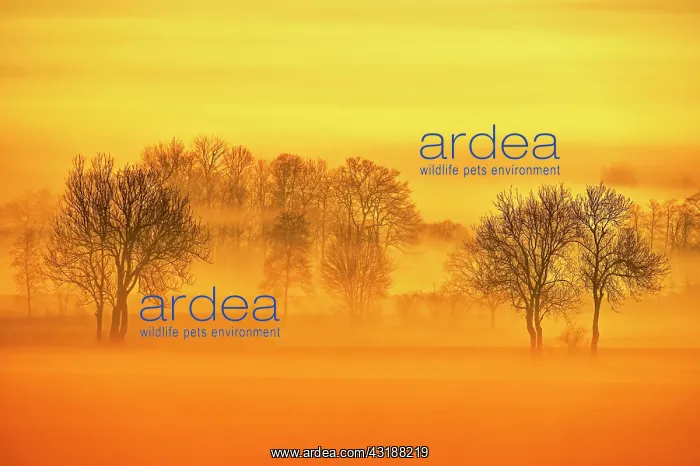 : Meadows and trees in early fog, Reusstal, Aristau : Meadows and trees in early fog, Reusstal, Aristau