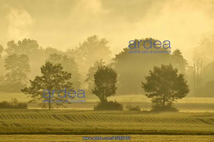  : Meadows and trees in early fog, Reusstal, Aristau