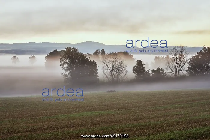 : Meadows and trees in the early morning mist : Meadows and trees in the early morning mist