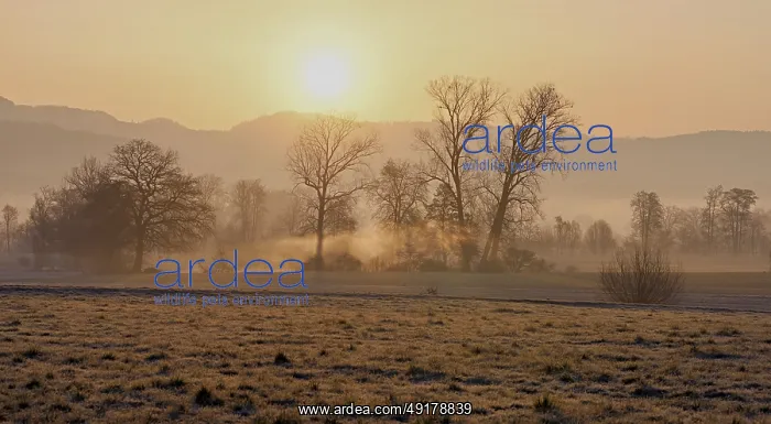 : Meadows and trees in the early morning mist in the light of the rising sun : Meadows and trees in the early morning mist in the light of the rising sun