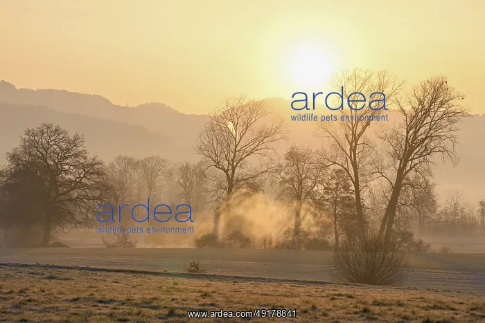 : Meadows and trees in the early morning mist in the light of the rising sun : Meadows and trees in the early morning mist in the light of the rising sun