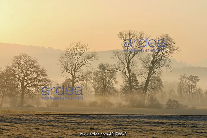 : Meadows and trees in the early morning mist in the light of the rising sun : Meadows and trees in the early morning mist in the light of the rising sun