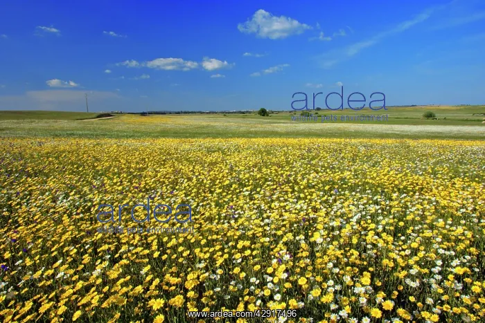 : Meadows of wildflowers : Meadows of wildflowers