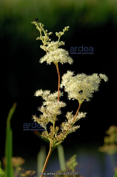 : Meadowsweet : Meadowsweet