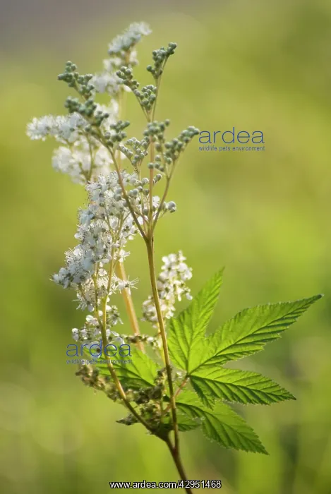 : Meadowsweet : Meadowsweet