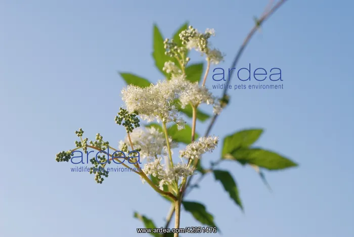 : Meadowsweet : Meadowsweet