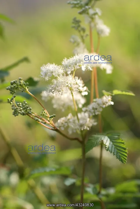 : Meadowsweet : Meadowsweet