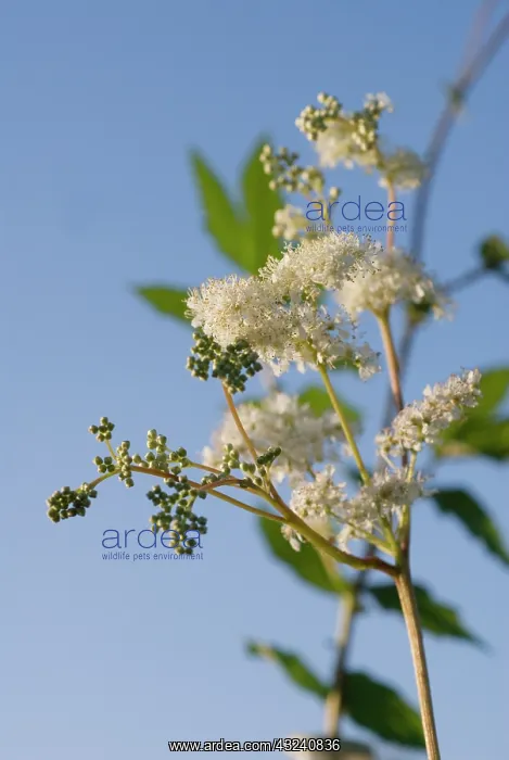 : Meadowsweet : Meadowsweet