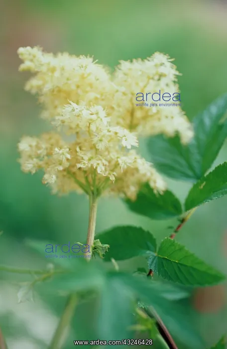 : Meadowsweet : Meadowsweet