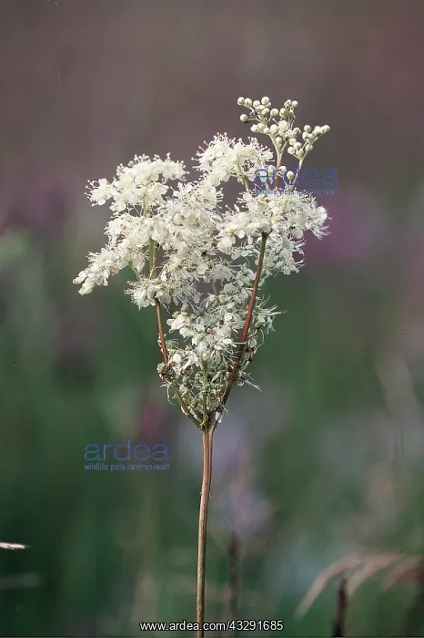 : MEADOWSWEET / FILIPENDULA ULMARI - close up : MEADOWSWEET / FILIPENDULA ULMARI - close up