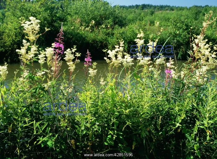  : MEADOWSWEET, willowherb etc - on canal bankside