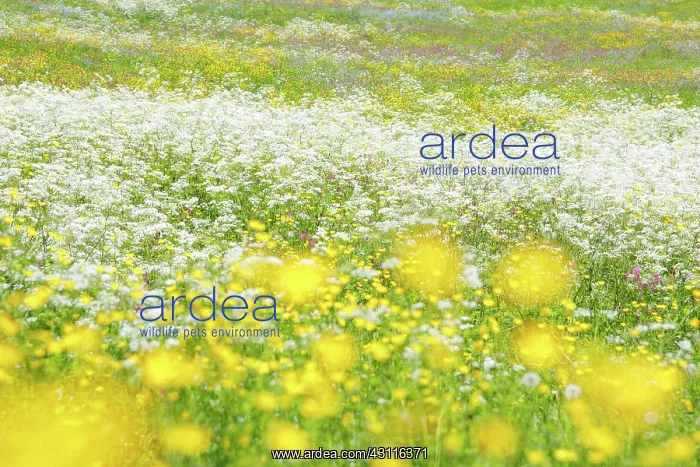 : Meagre meadow, Swiss Pre-Alps : Meagre meadow, Swiss Pre-Alps