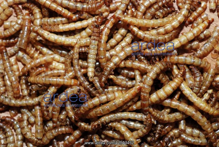 : Mealworms: freeze-dried tenebrionid beetle larvae : Mealworms: freeze-dried tenebrionid beetle larvae