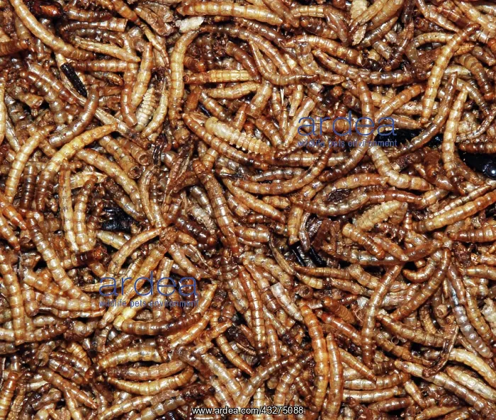 : Mealworms; larvae of beetle used as pet food and : Mealworms; larvae of beetle used as pet food and